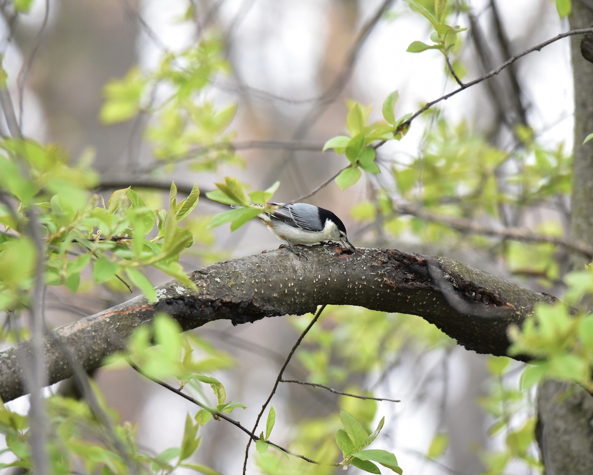White-breasted Nuthatch - Michel Durand