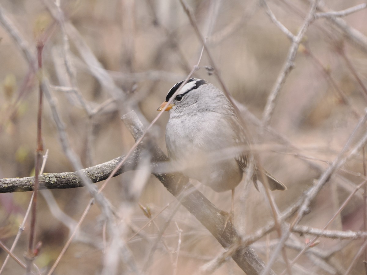 White-crowned Sparrow - ML618283556
