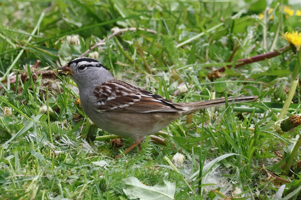 White-crowned Sparrow - ML618283564
