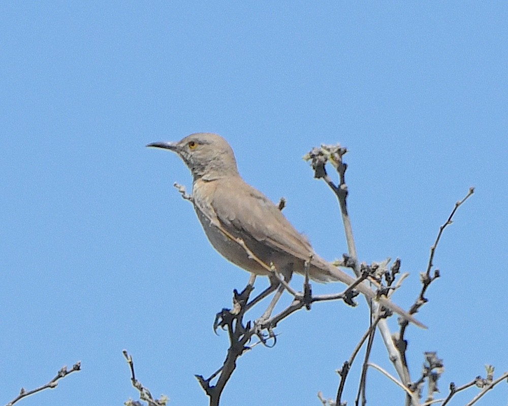 Bendire's Thrasher - Ted Wolff