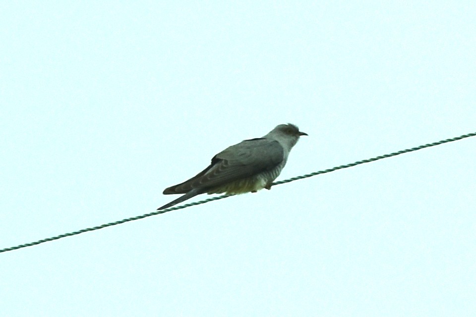 Common Cuckoo - ML618283588