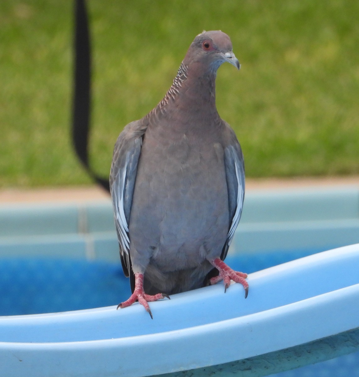 Picazuro Pigeon - ML618283607