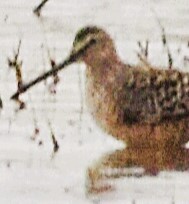 Long-billed Dowitcher - ML618283630