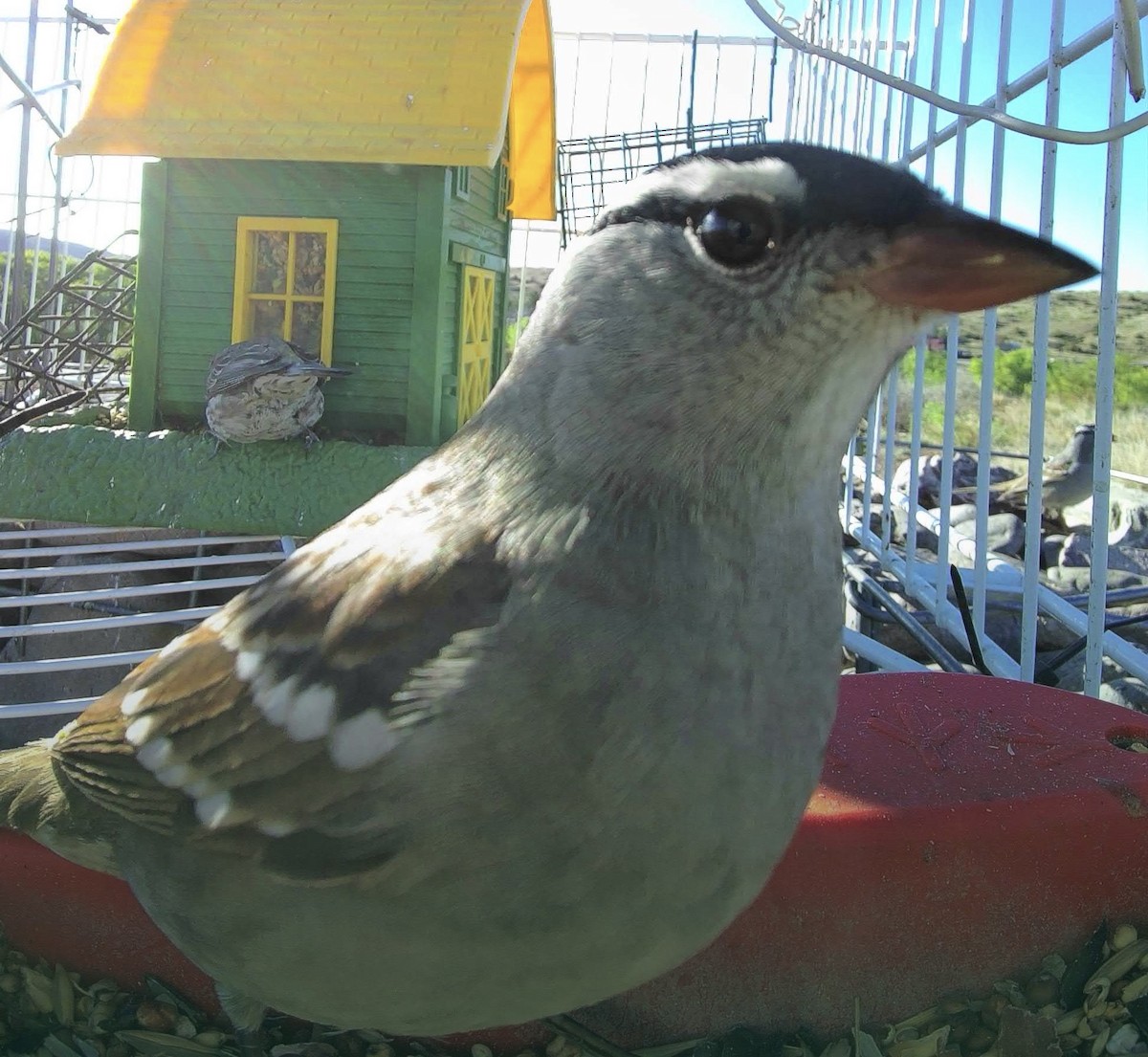 White-crowned Sparrow - Jan Richmond