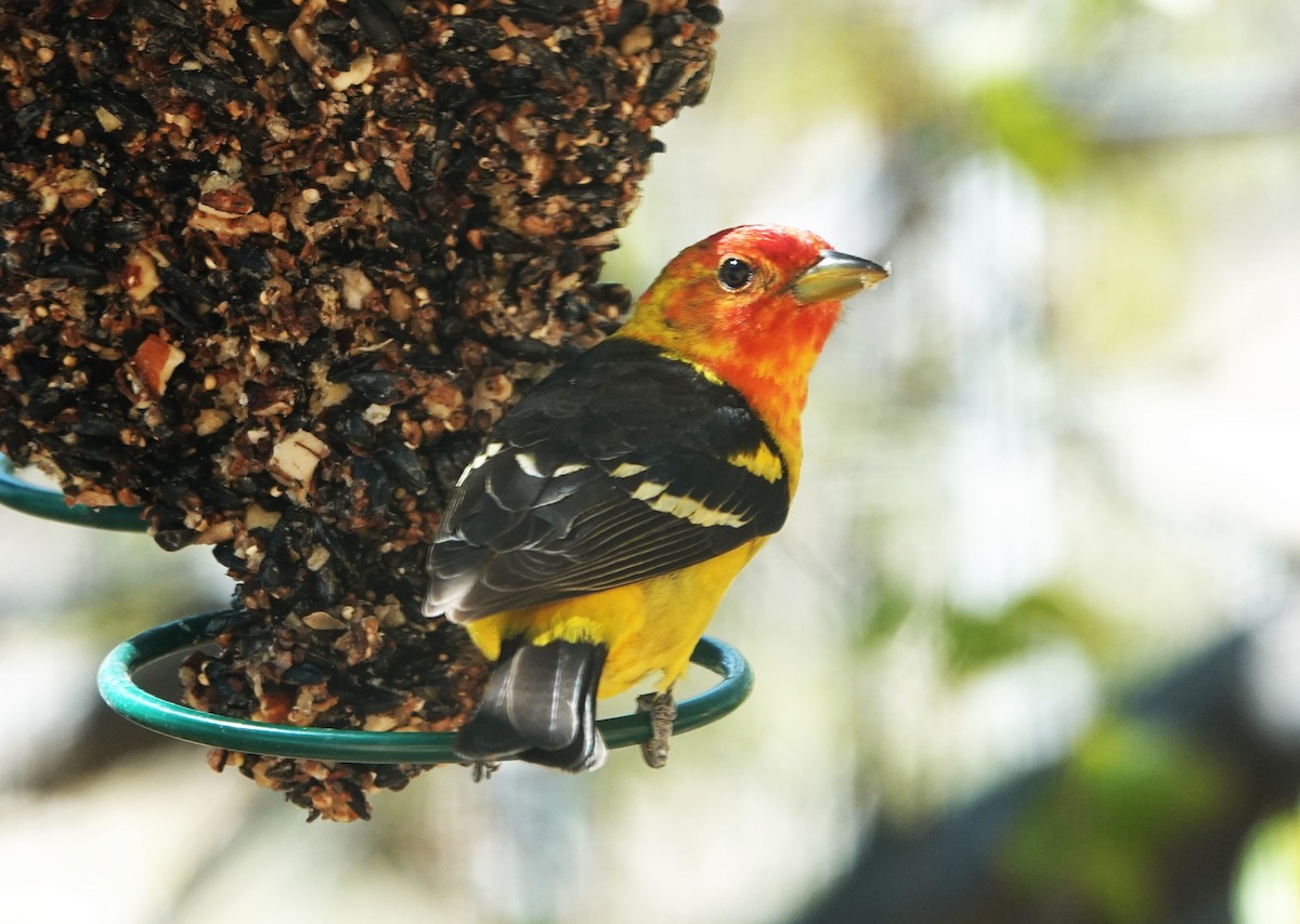 Western Tanager - ML618283660