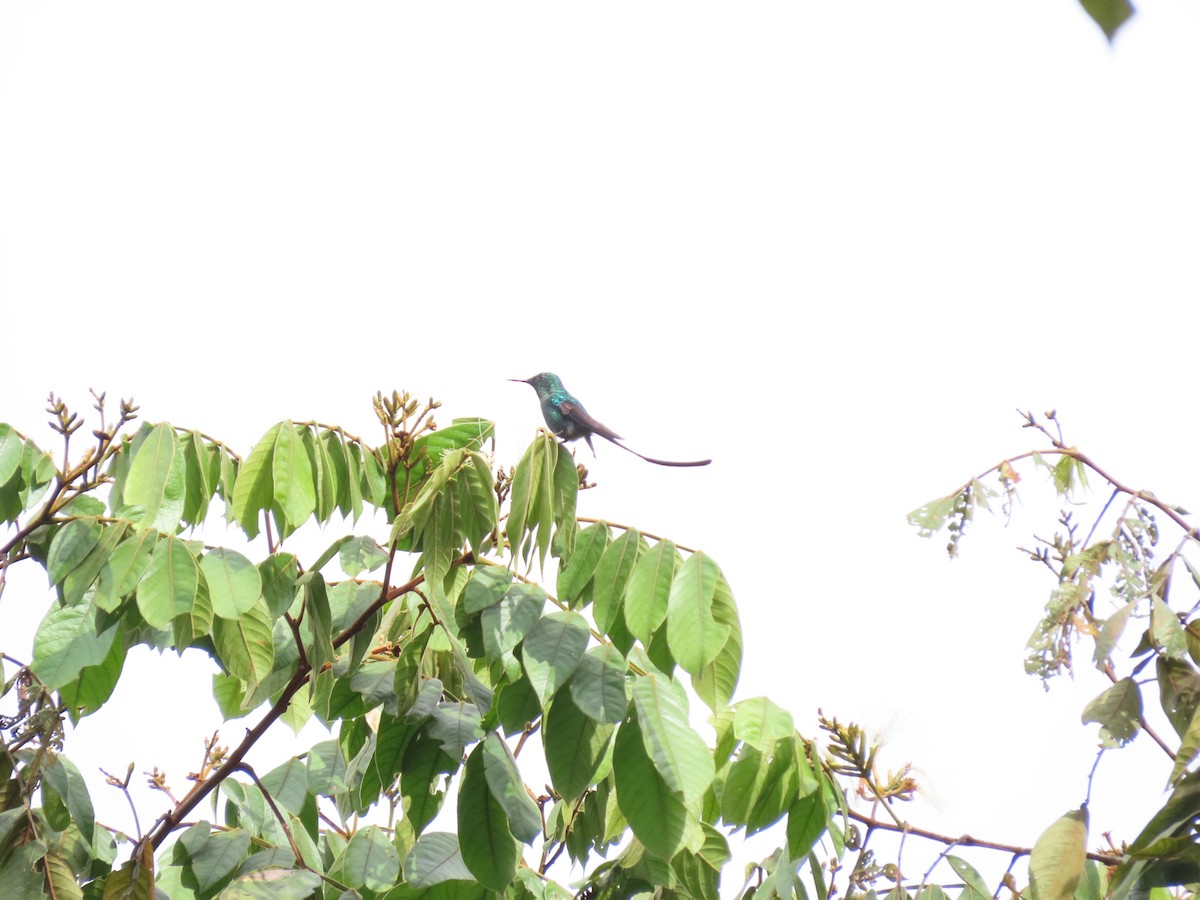 Long-tailed Sylph - ML618283668