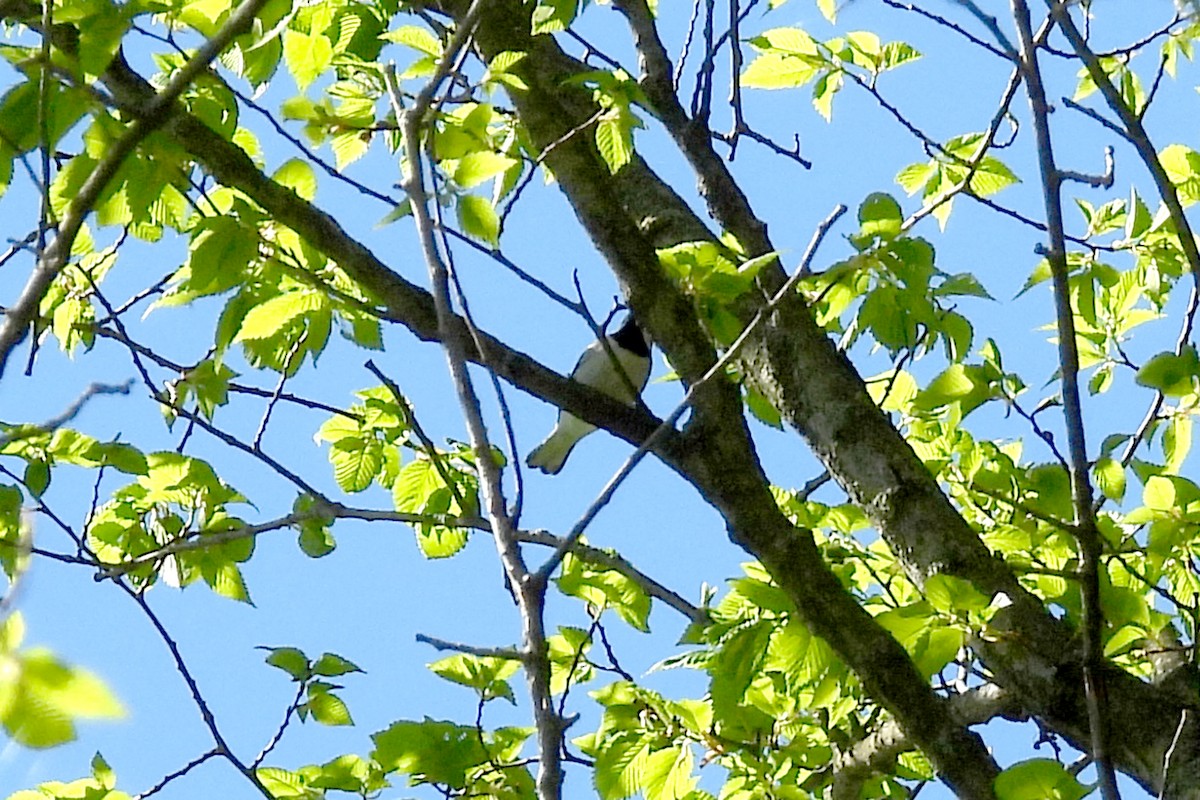 Golden-winged Warbler - Nancy Buis