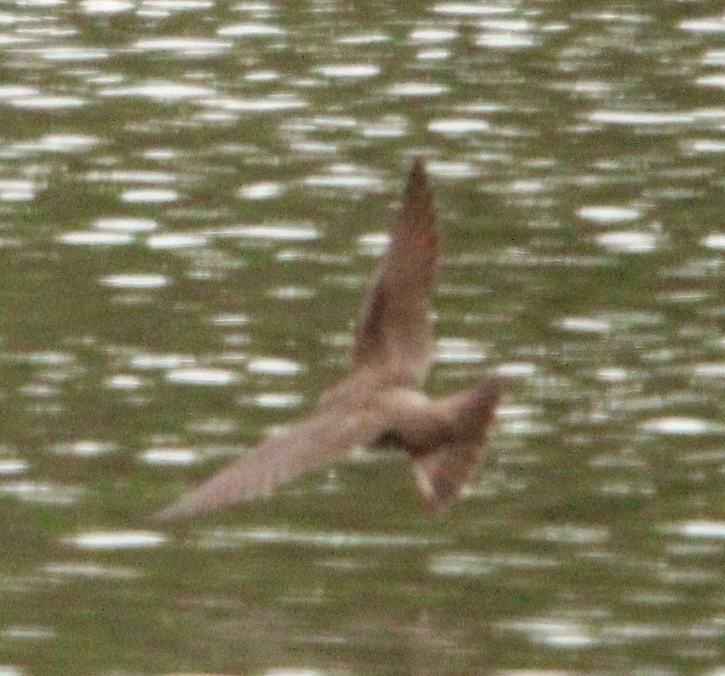 Northern Rough-winged Swallow - ML618283707