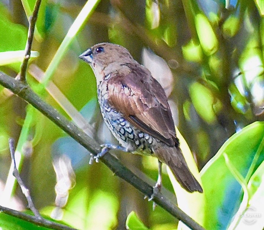 Scaly-breasted Munia - Michael Brower