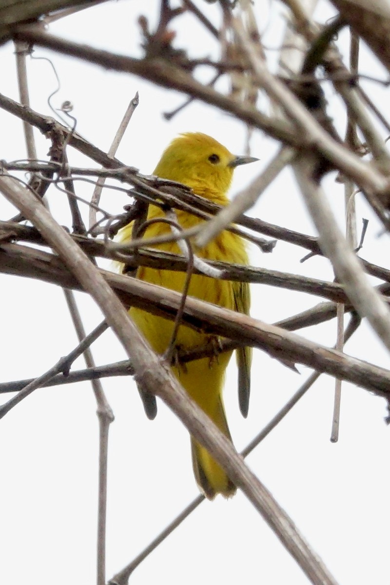 Yellow Warbler - ML618283752