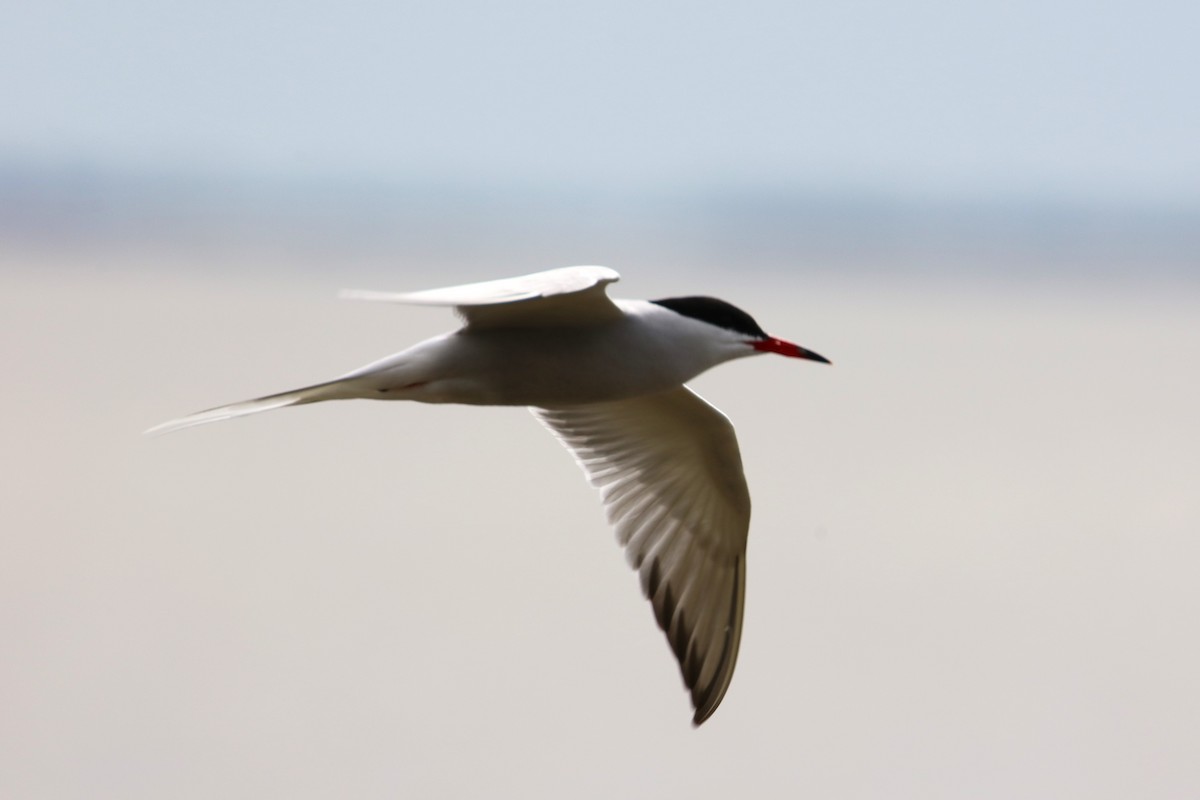 Common Tern - Joli Reising