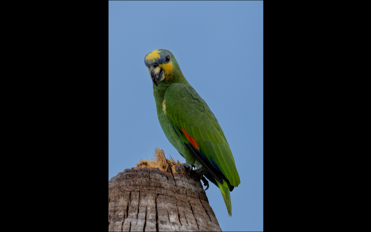 Orange-winged Parrot - Lucas Pittman