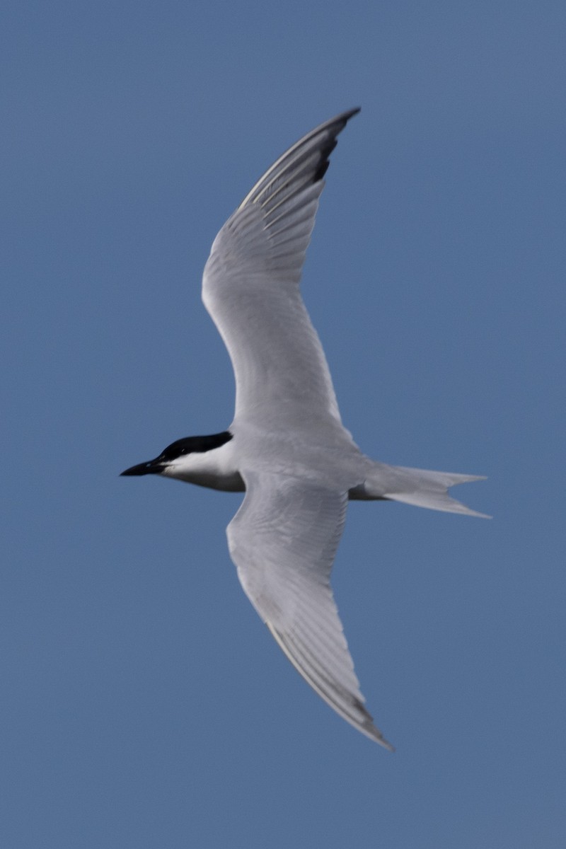 Gull-billed Tern - Kent Fiala