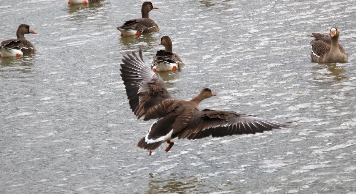 Greater White-fronted Goose - ML618283848