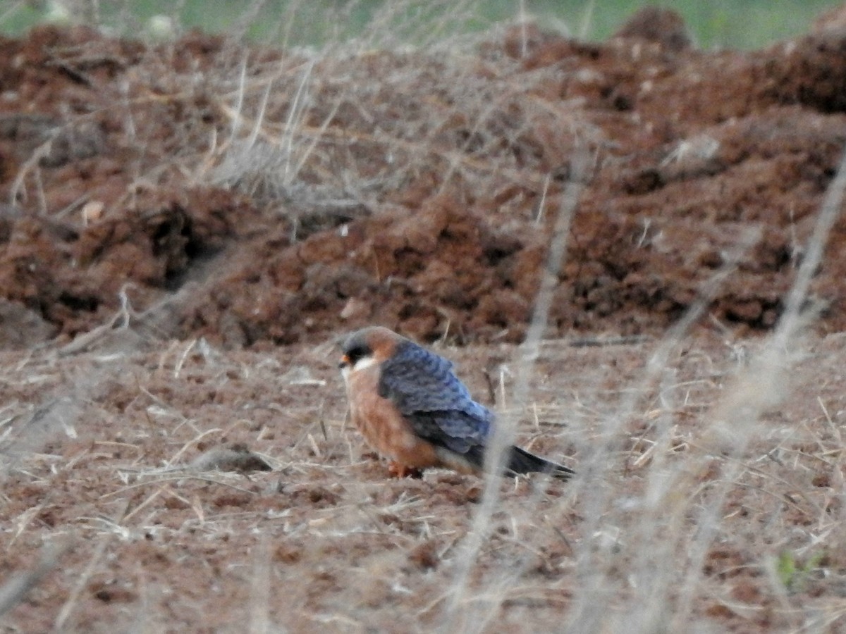 Red-footed Falcon - ML618283857