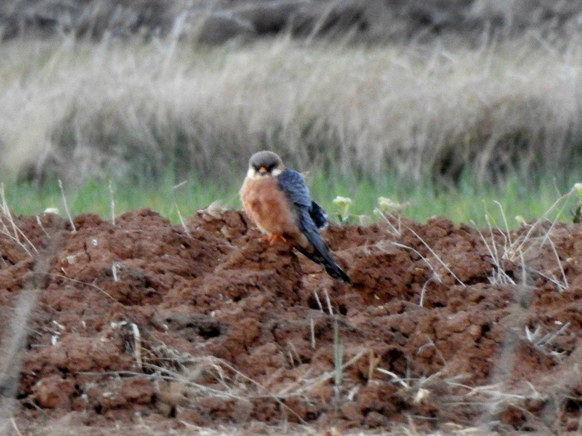 Red-footed Falcon - ML618283858