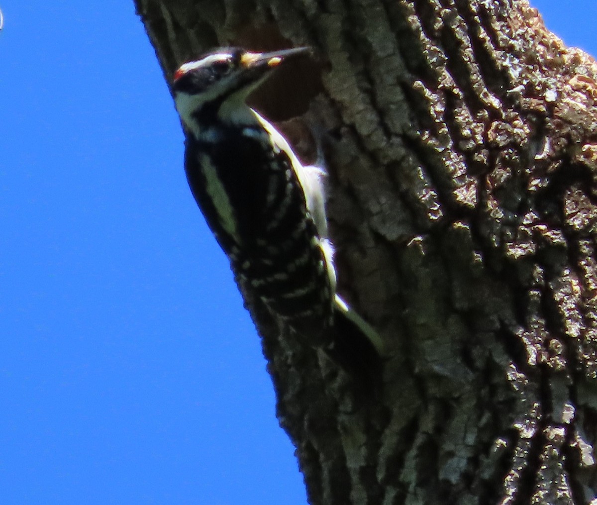 Hairy Woodpecker - ML618283919