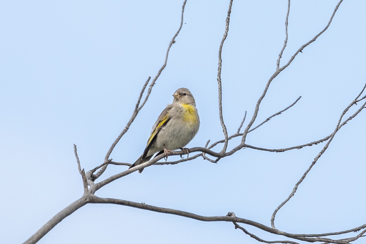 Lawrence's Goldfinch - ML618283964