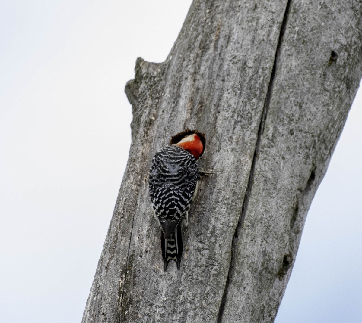 Red-bellied Woodpecker - ML618283970