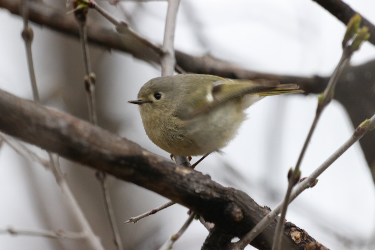 Ruby-crowned Kinglet - Jay & Judy Anderson