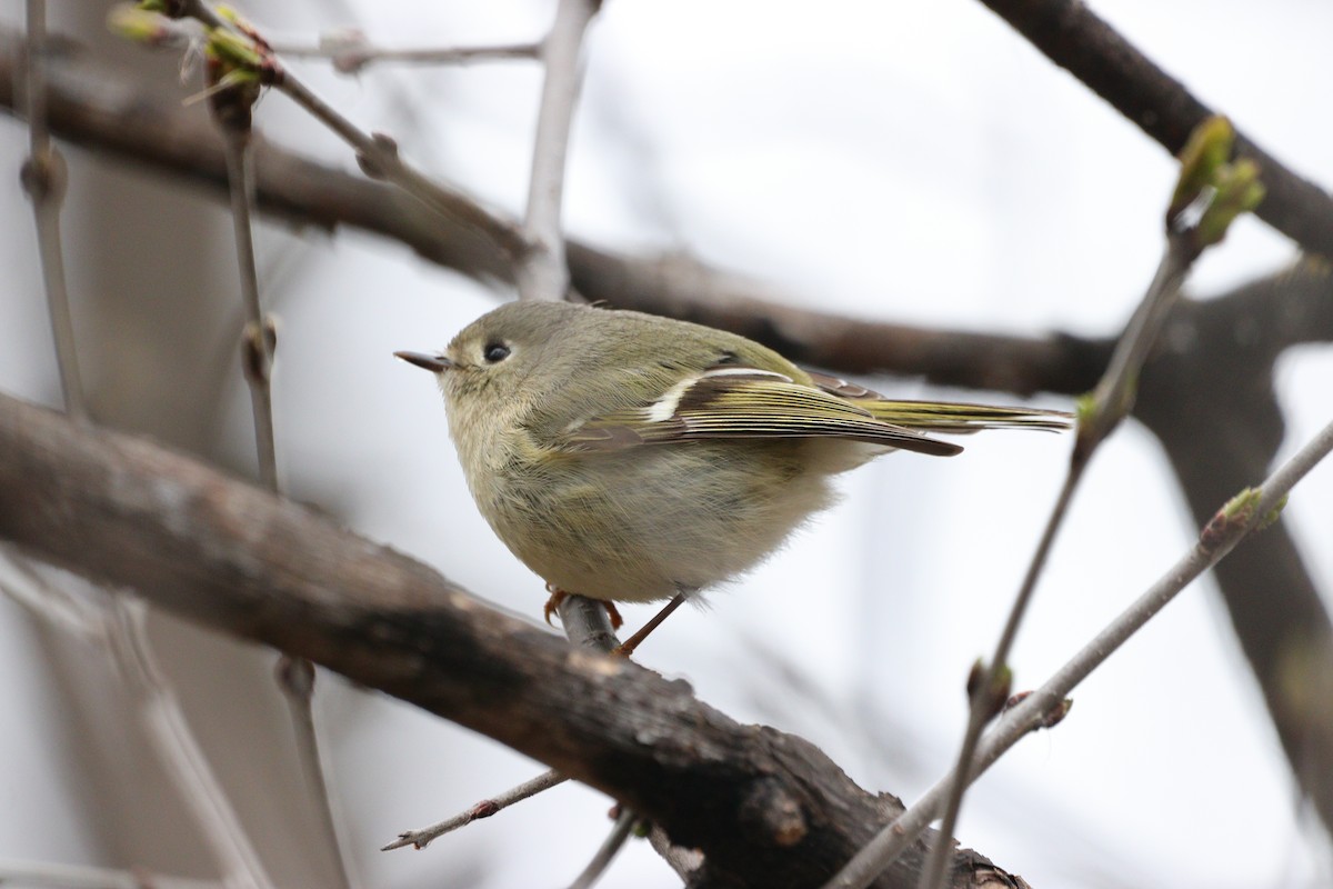Ruby-crowned Kinglet - Jay & Judy Anderson