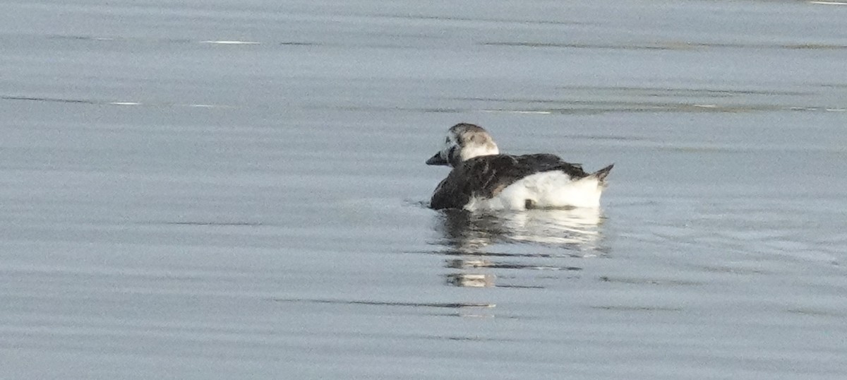 Long-tailed Duck - ML618284000