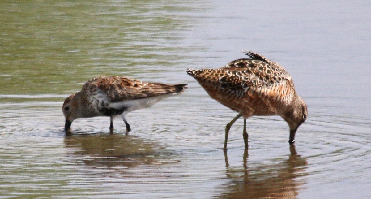 Long-billed Dowitcher - Nels Nelson