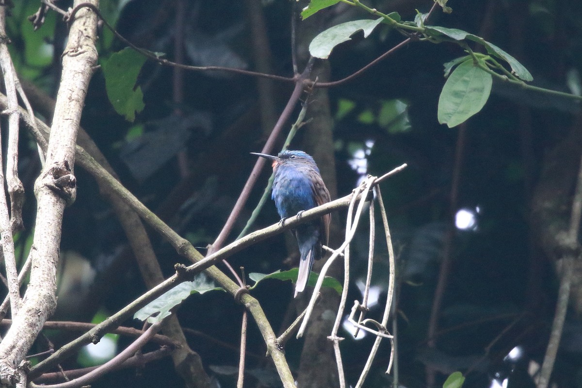 Blue-headed Bee-eater - ML618284037