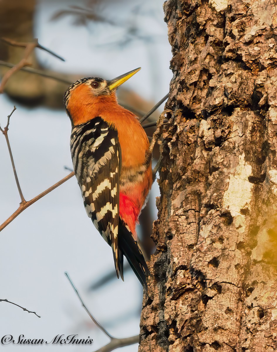 Rufous-bellied Woodpecker - ML618284058