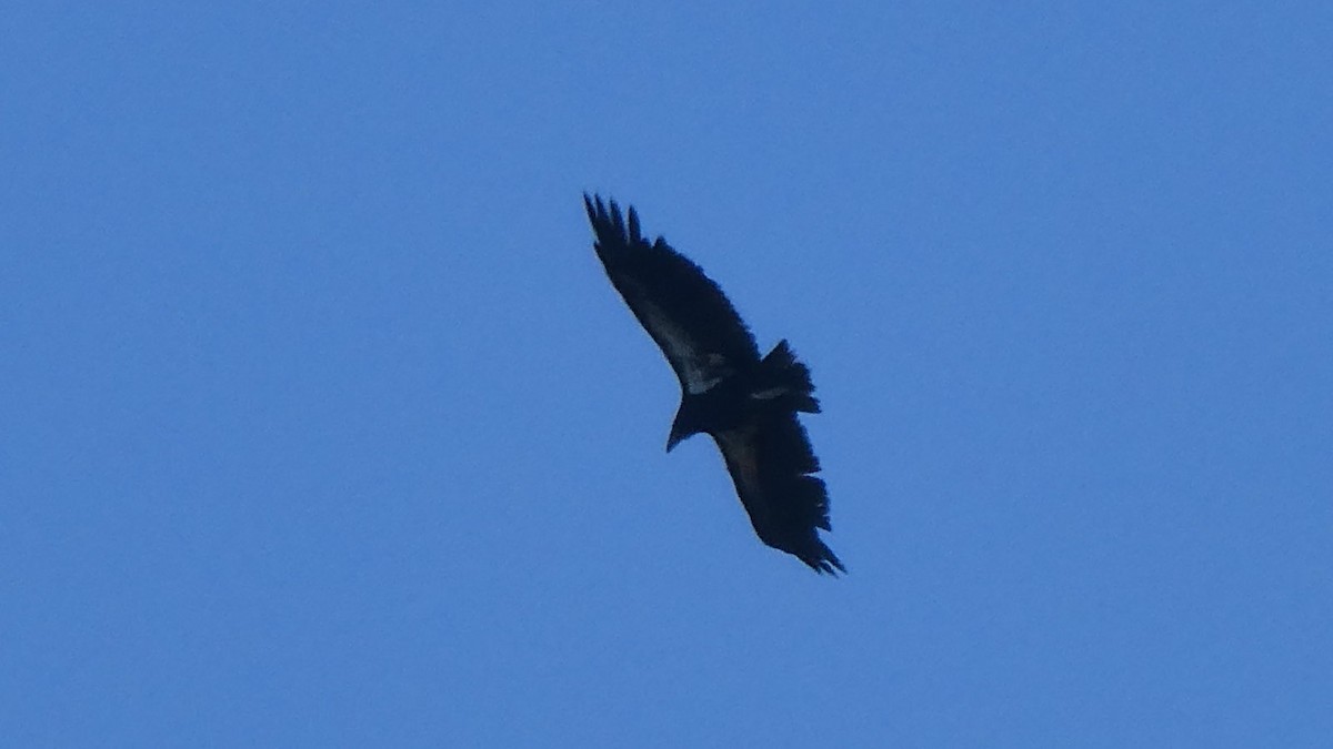 Condor de Californie - ML618284069