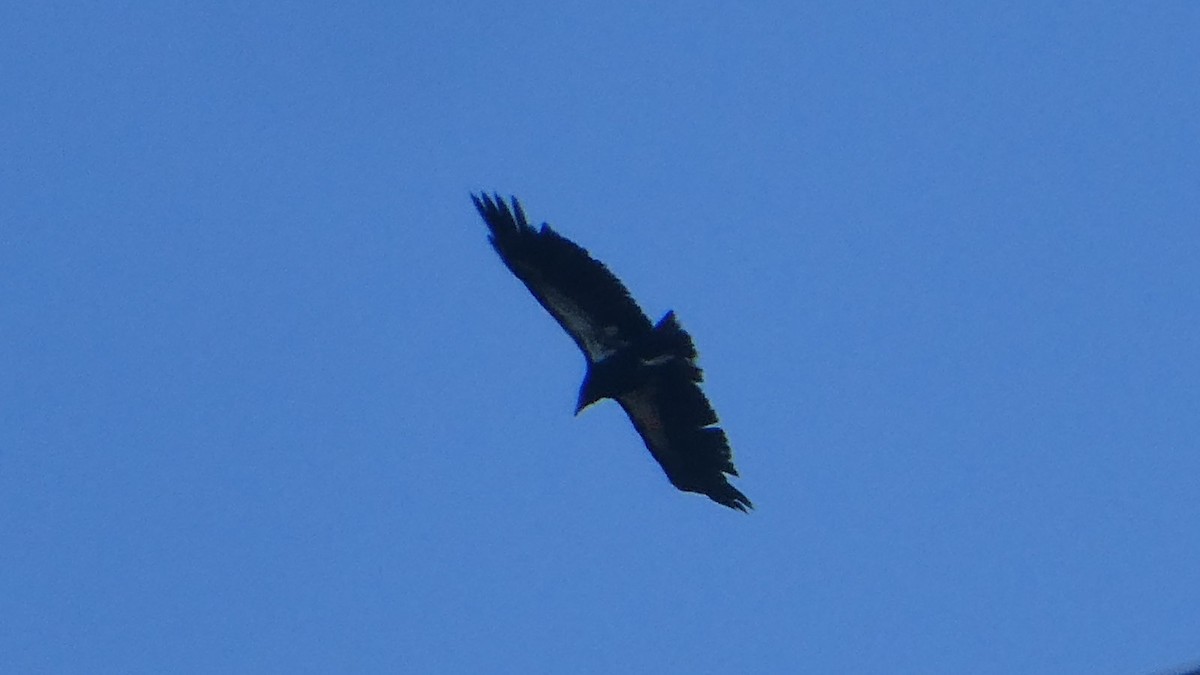 Condor de Californie - ML618284073