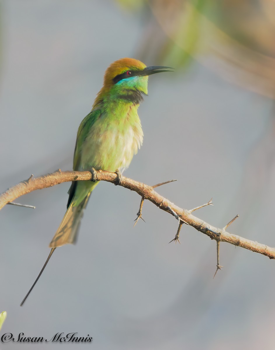 Asian Green Bee-eater - Susan Mac