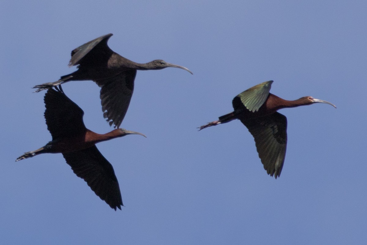 ibis hnědý - ML618284082