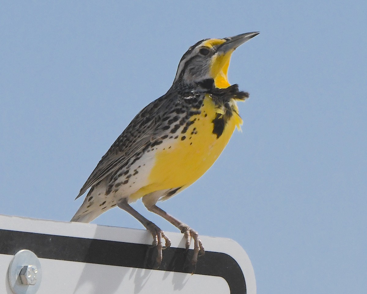 Chihuahuan Meadowlark - Ted Wolff