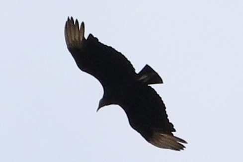 Black Vulture - ML618284104