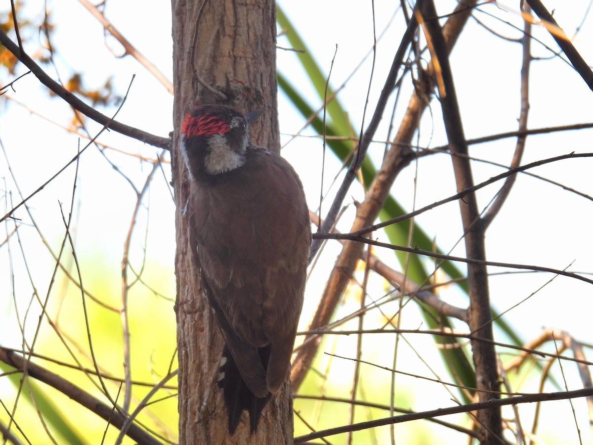 Arizona Woodpecker - ML618284188