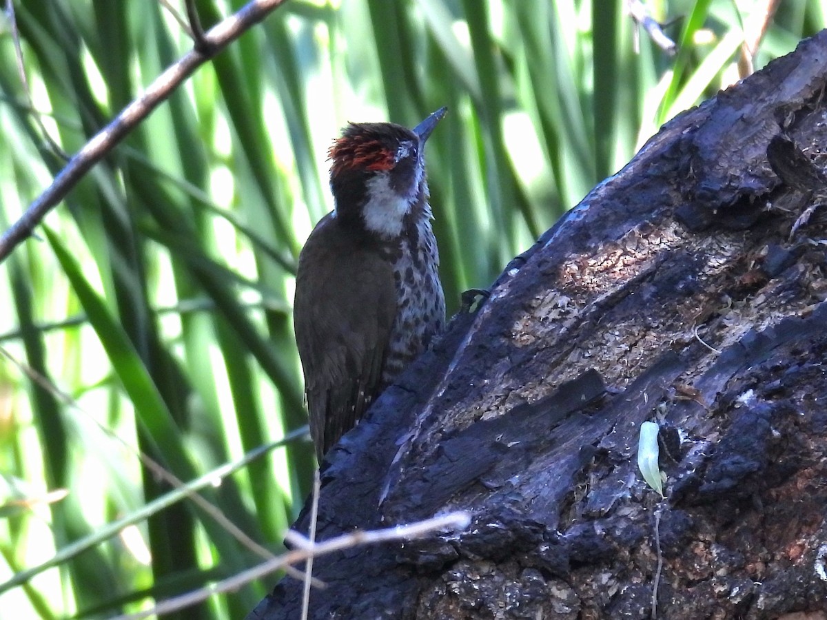 Arizona Woodpecker - Joan K