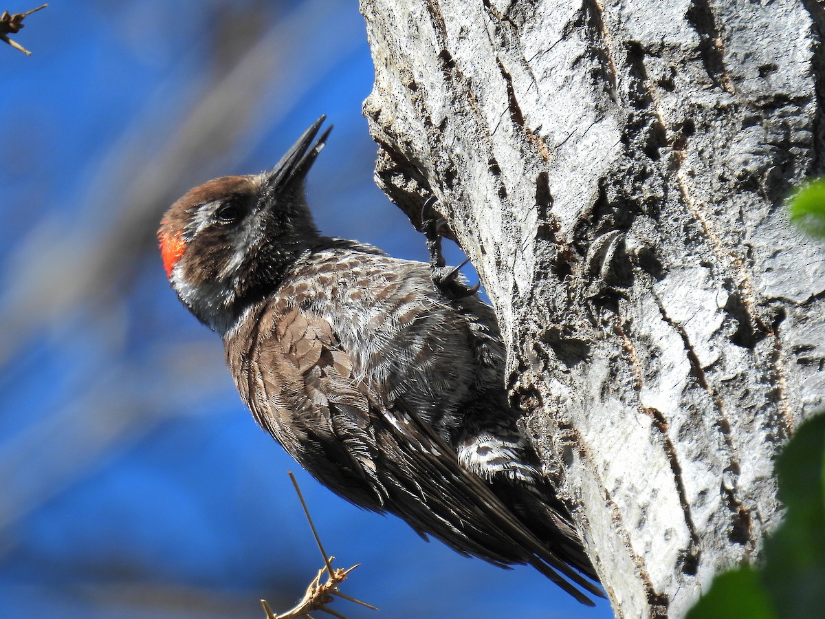 Arizona Woodpecker - Joan K
