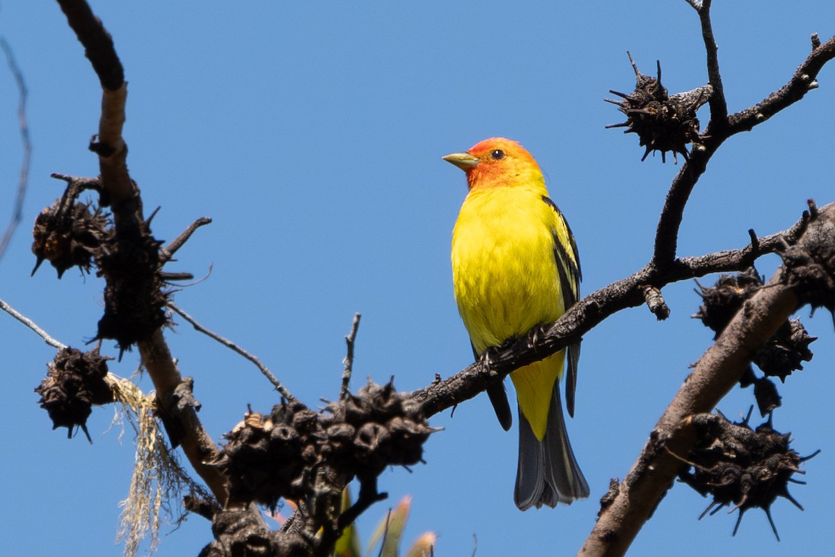 Western Tanager - ML618284220