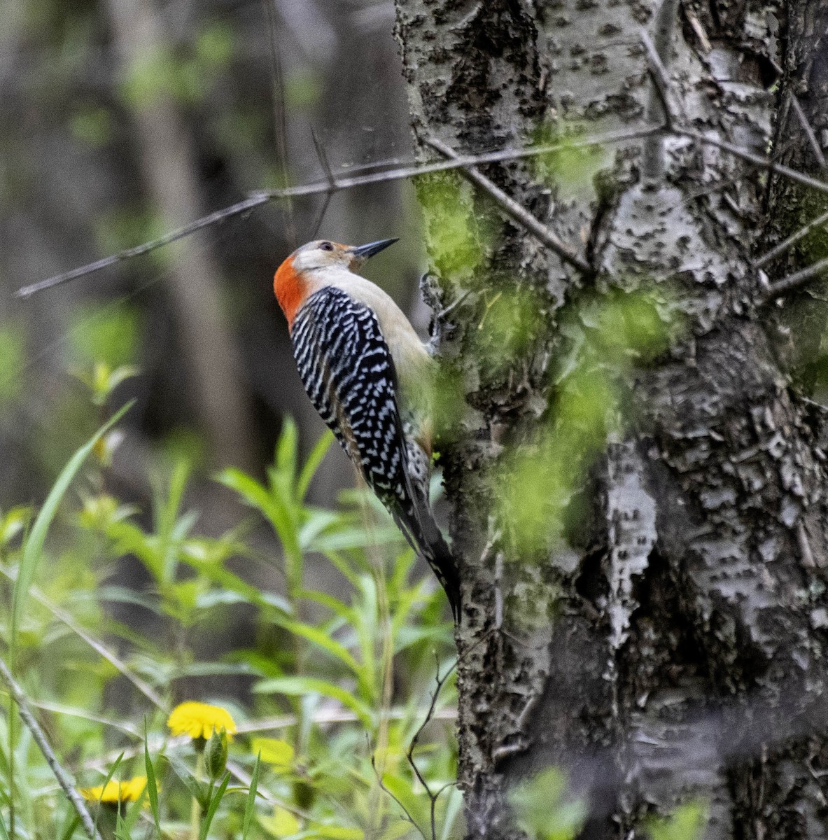Red-bellied Woodpecker - Estela Quintero-Weldon