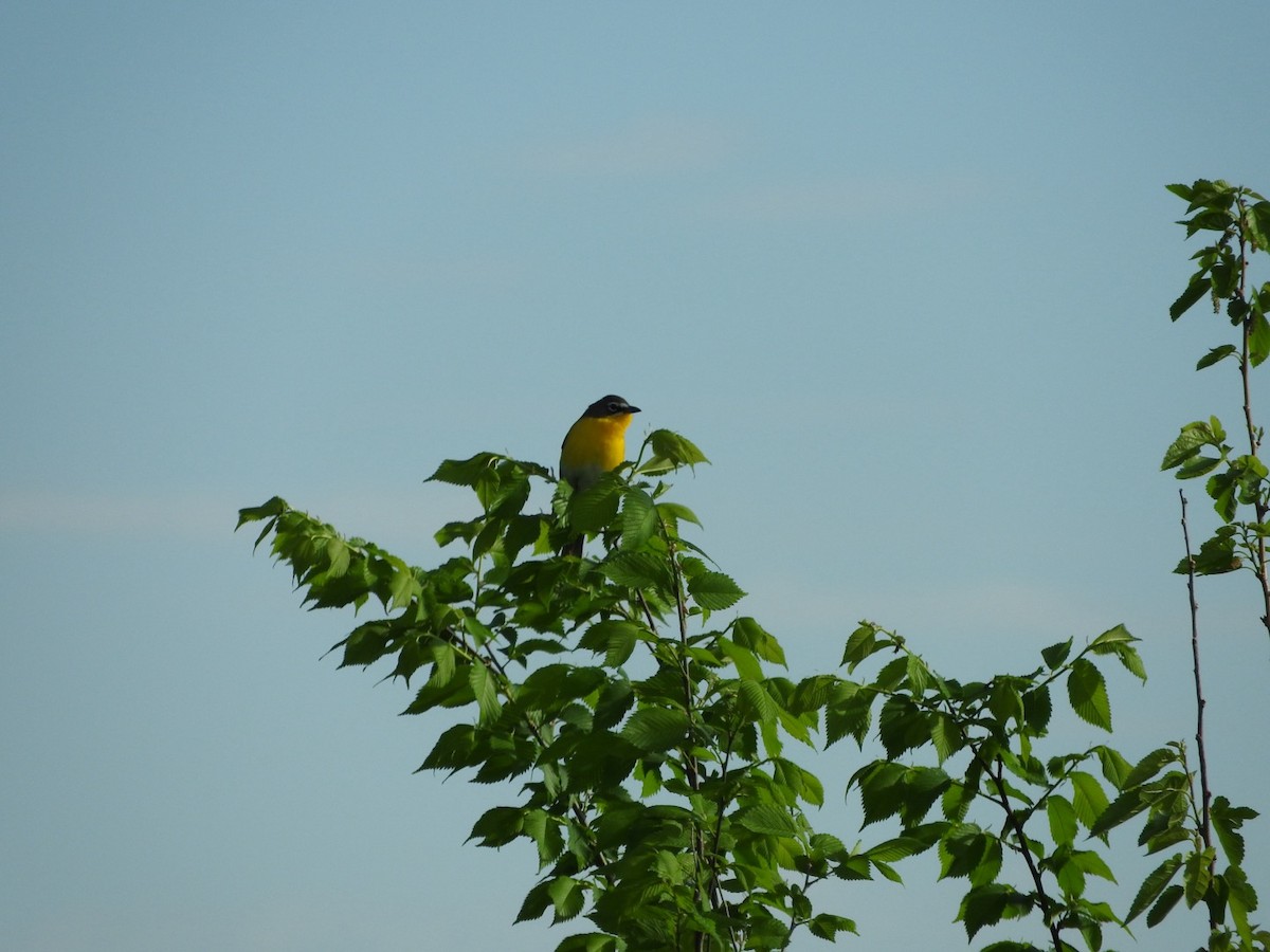 Yellow-breasted Chat - ML618284225