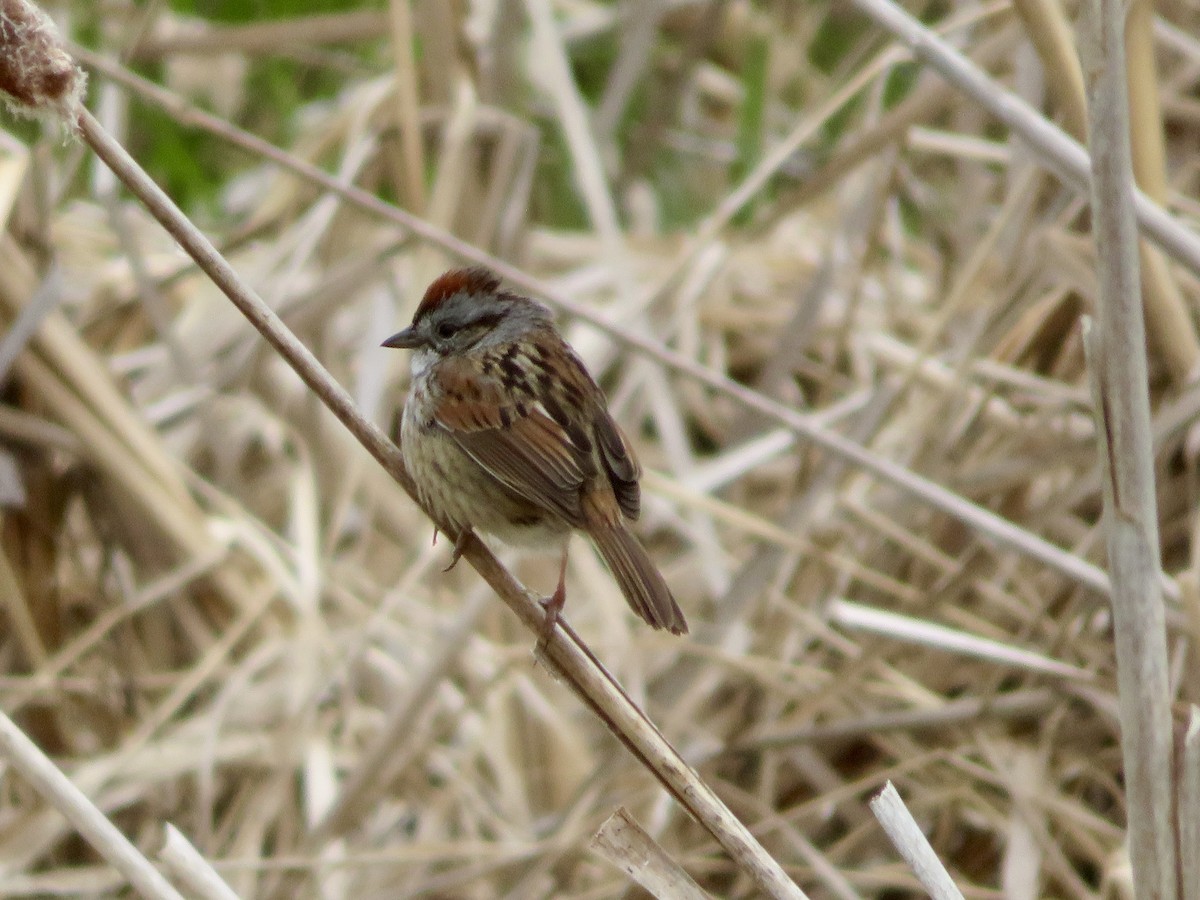 Swamp Sparrow - Christine Cote