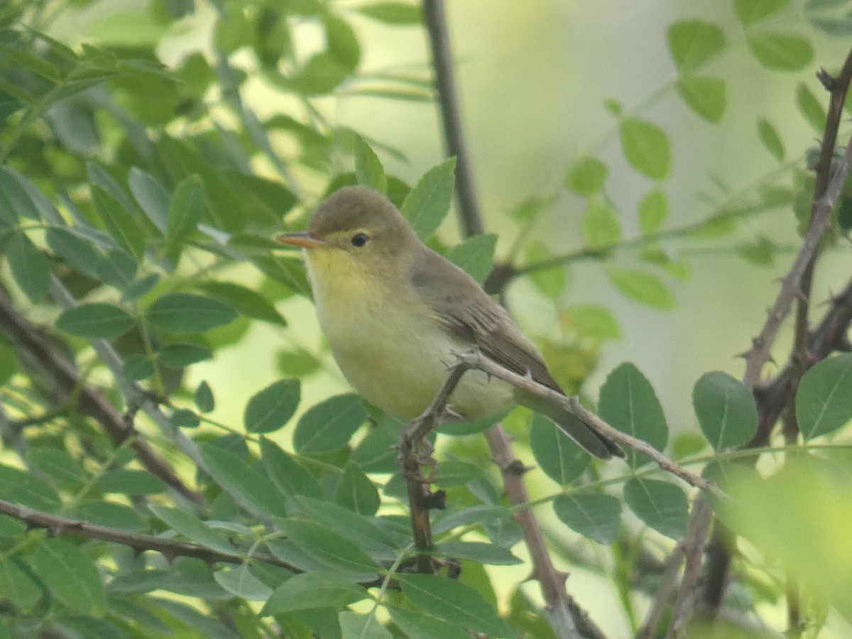 Melodious Warbler - ML618284239
