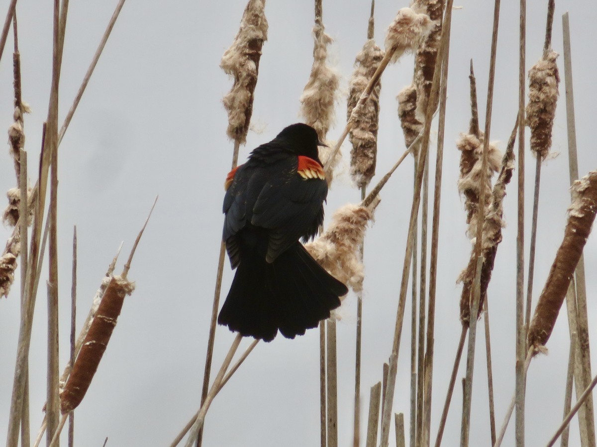Red-winged Blackbird - Christine Cote
