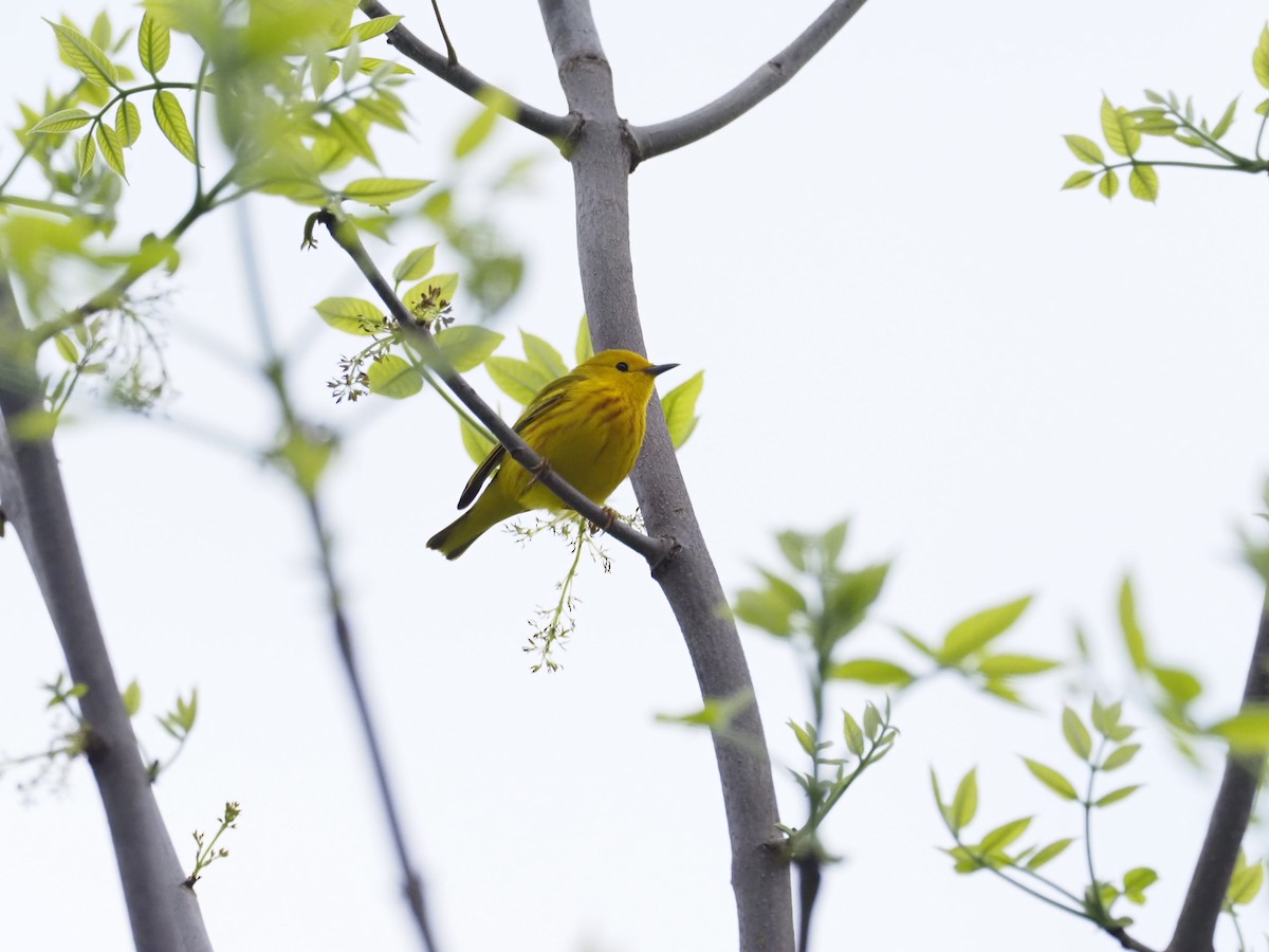 Yellow Warbler - David Redfield