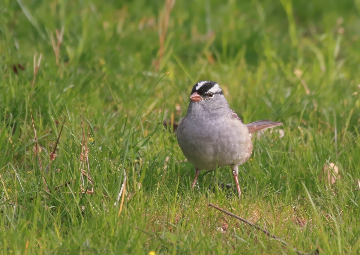 White-crowned Sparrow - ML618284362
