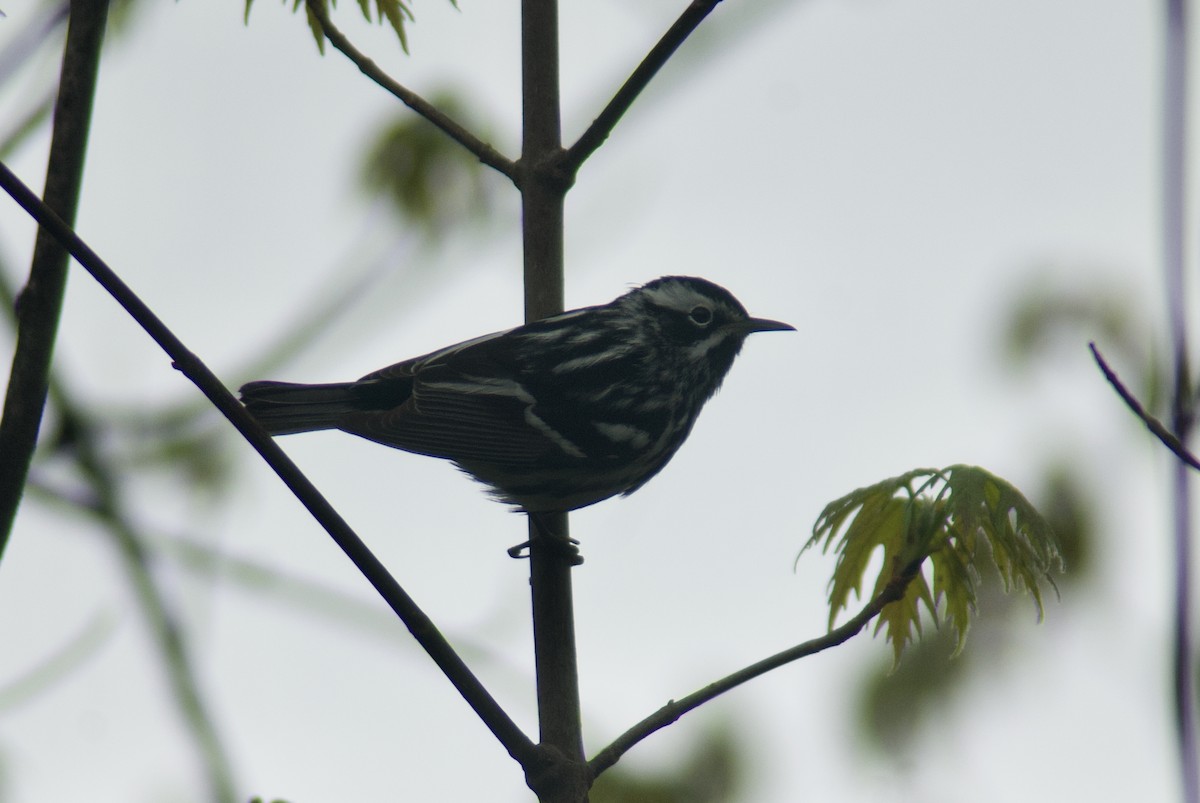 Black-and-white Warbler - ML618284369
