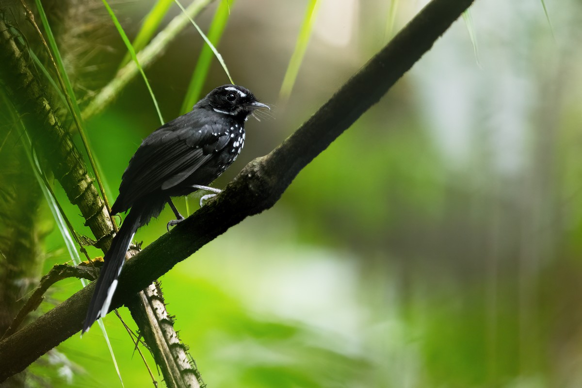 Black Thicket-Fantail - ML618284388