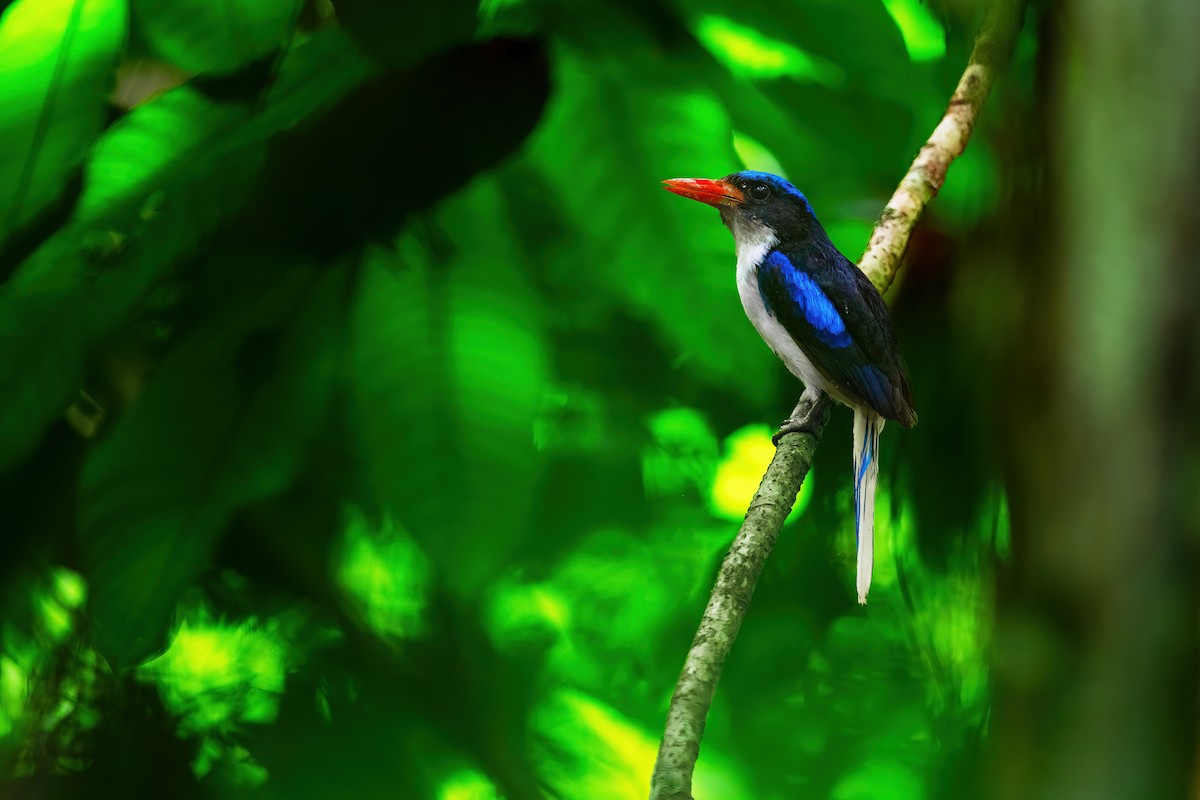 Common Paradise-Kingfisher - ML618284392