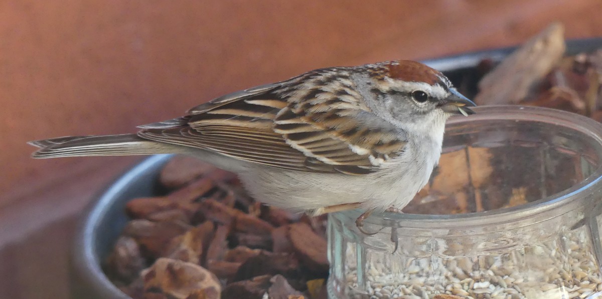 Chipping Sparrow - ML618284398